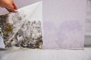 how to claim for damp and mould issue