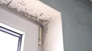 Leaking Roof Causes Damp and Mould Issue