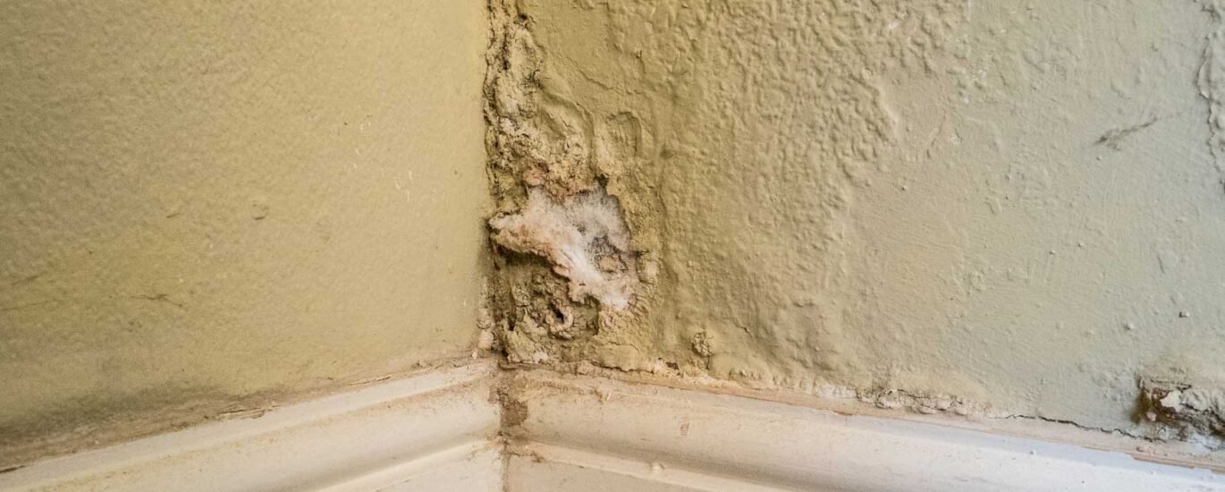 difference between damp and mould