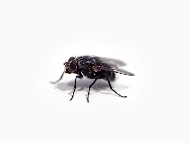 Which of These Are Signs of a Pest Infestation?