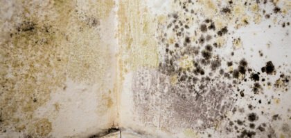 How to Get Rid of Mould Mites